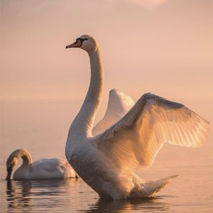 Pogradec Image